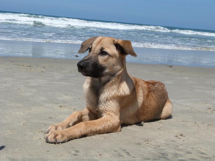 chinook dog